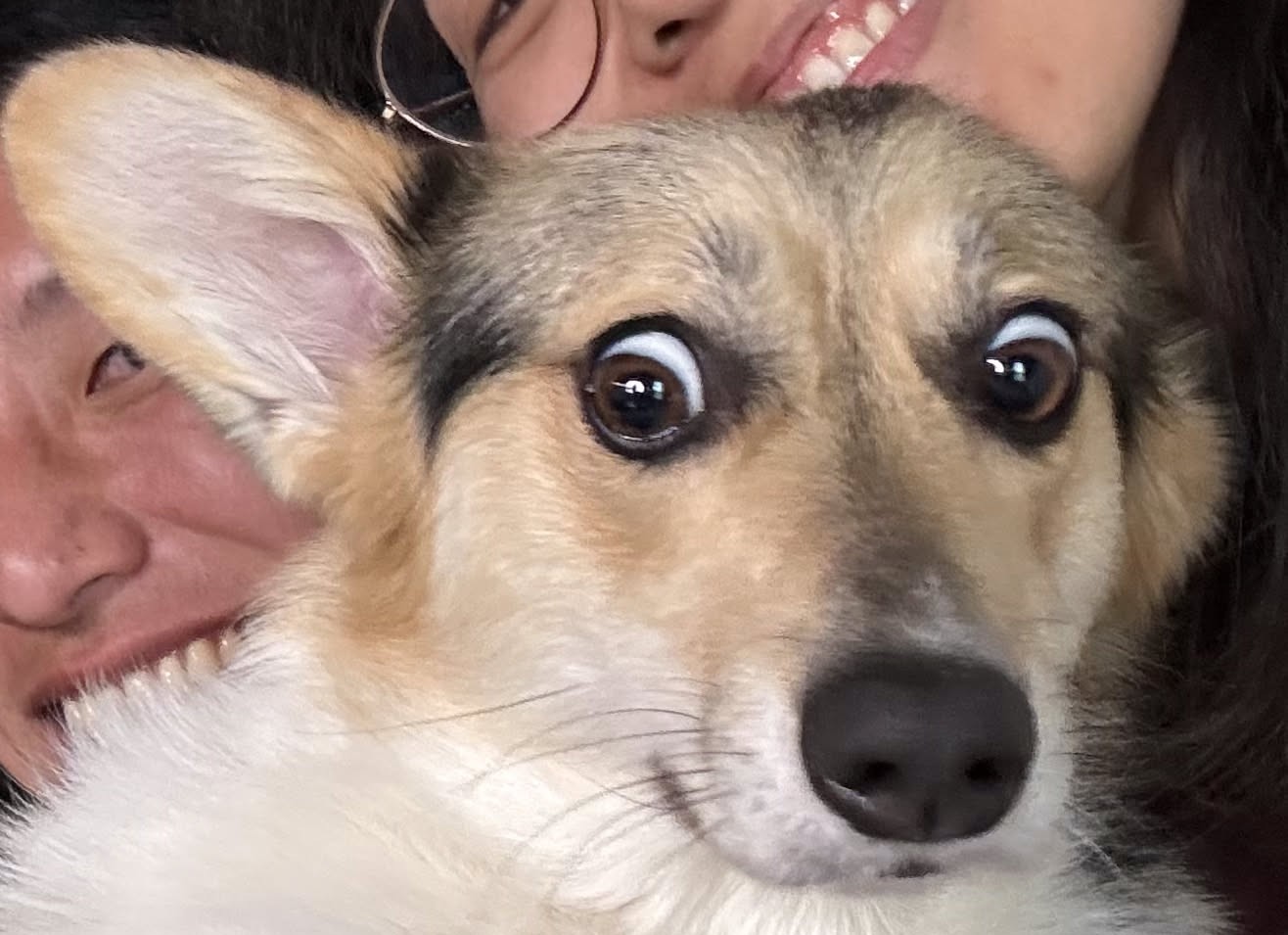 Corgi